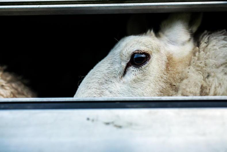 Retired Garda fined as 140 untagged sheep destroyed
