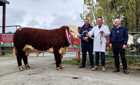 Super demand for Hereford bulls in Nenagh