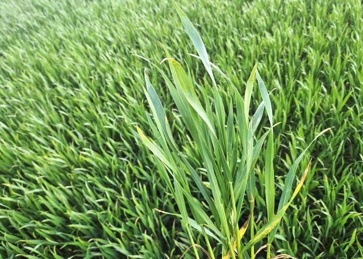 Targeting fungicides to leaves in winter wheat