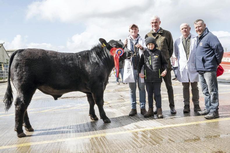 Appetite for Angus bulls increases in Munster