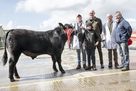 Appetite for Angus bulls increases in Munster