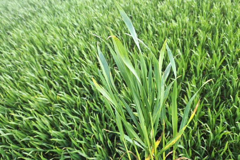 Targeting fungicides to leaves in winter wheat