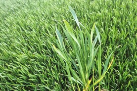 Targeting fungicides to leaves in winter wheat