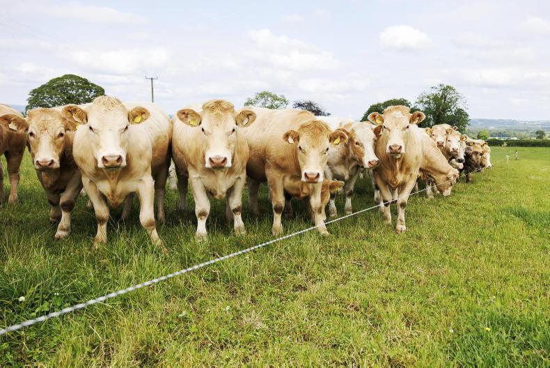 Growing grass with wire: how best to introduce paddocks for drystock farms