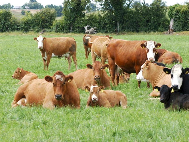 Vet's Corner: are your cows getting what they need in their diet?