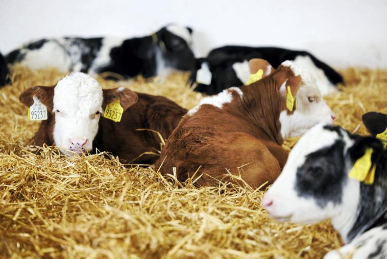 Dairy beef welfare scheme set to open for new applicants