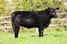 New record price at Gigginstown House Angus sale