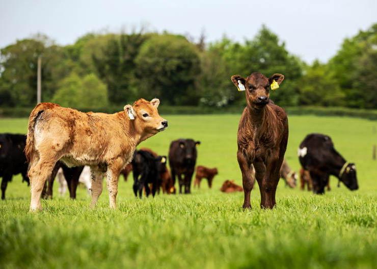 Spring has finally sprung on Tullamore Farm