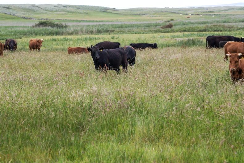 €37m in ACRES balancing payments issue to farmers 