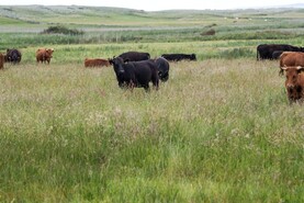 €37m in ACRES balancing payments issue to farmers 