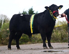 Brilliant Ballyvaston takes champion and top price 