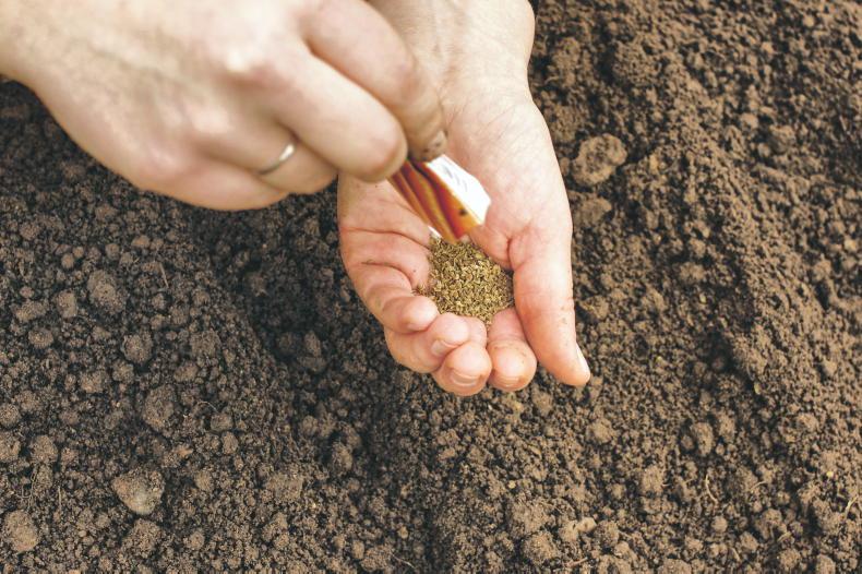 Gardening with Kitty: enjoy the art of direct sowing