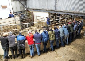 Camera at the Mart: super display of continental-cross calves in Carnew