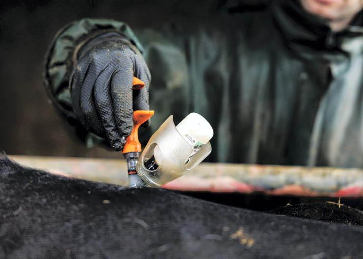 Bluetongue vaccines can be split between holdings