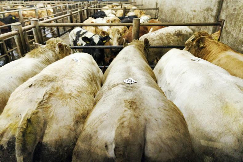 TB changes: testing requirements and the types of cattle you can buy