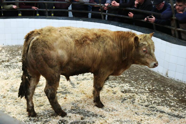 Camera at the Mart: keen buyer activity bolsters trade in Headford