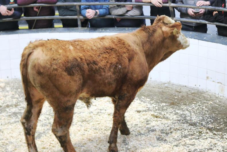 Martbids Database: positive price lift in bulls and bullocks