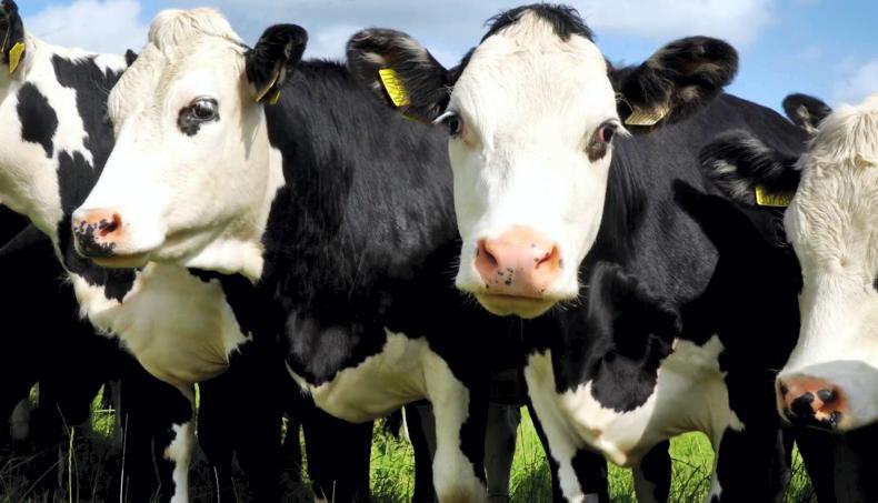 Bluetongue risk as midge activity rises