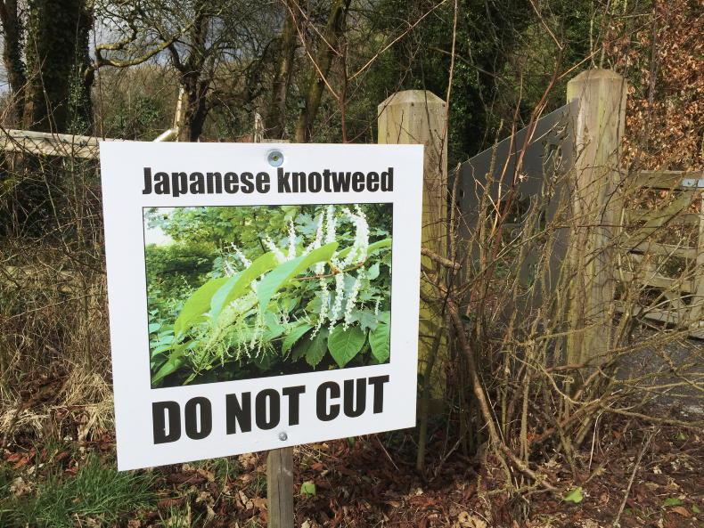 Dogs detecting Japanese knotweed