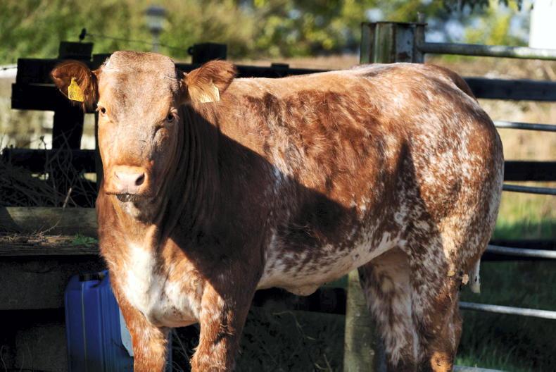 Suckler cows central to Leitrim GAA club's survival 