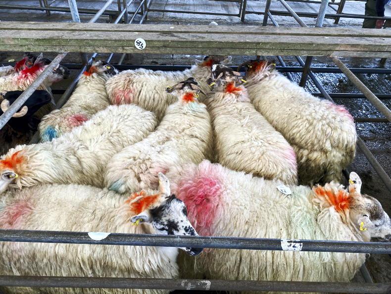 Sheep Management: in-lamb yearling hoggets and marketing spring lambs