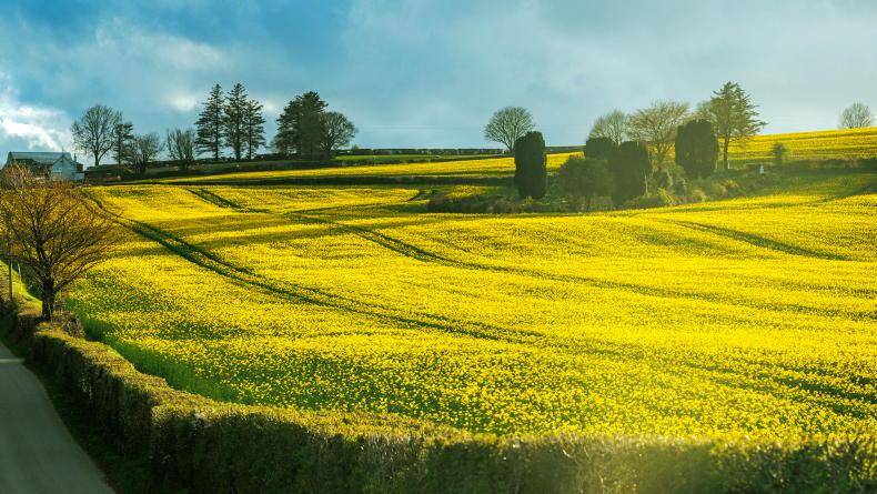 Grain Trends: markets remain stable, oilseed up again