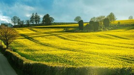 Grain Trends: markets remain stable, oilseed up again