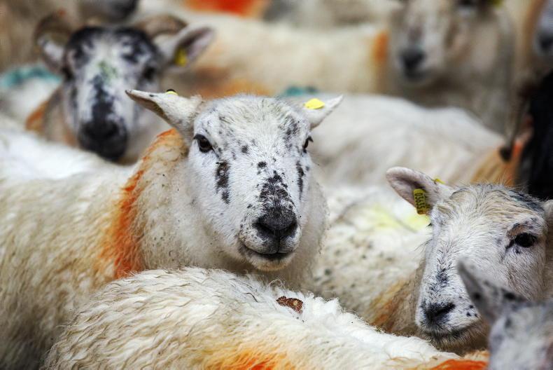 Breeding ewe numbers up 26,800 head