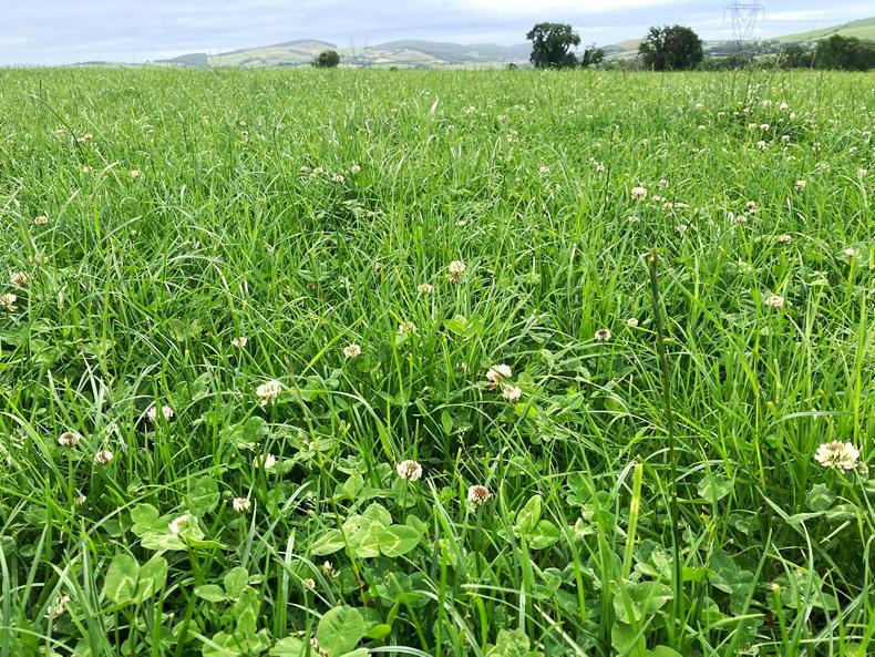 Grass+ Beef: drier weather makes for more positive grazing progression
