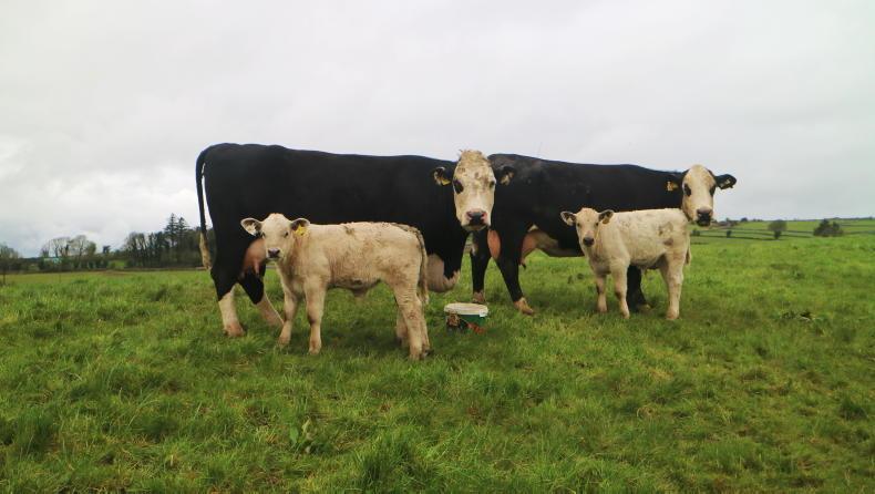 Newford Farm delivers €87,332 net profit in 2025