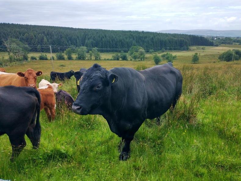 Vet's Corner: managing reproduction effectively in cattle enterprises