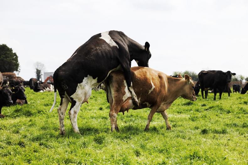 Dairy Management: knowing the signs of heat in cows