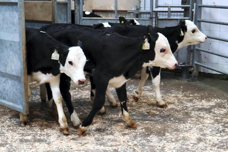 Camera at the Mart: bit of bite returns to calf trade in Bandon
