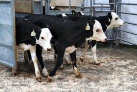 Camera at the Mart: bit of bite returns to calf trade in Bandon