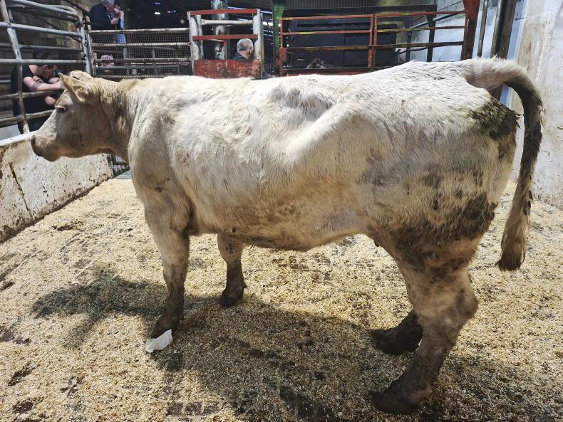 Watch: full house of cattle in Drumshanbo Mart