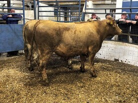 Camera at the Mart: strong trade for forward and heavy cattle in Tuam