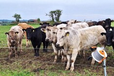 Steers average 372kg dead and heifers 331kg in Newford Farm