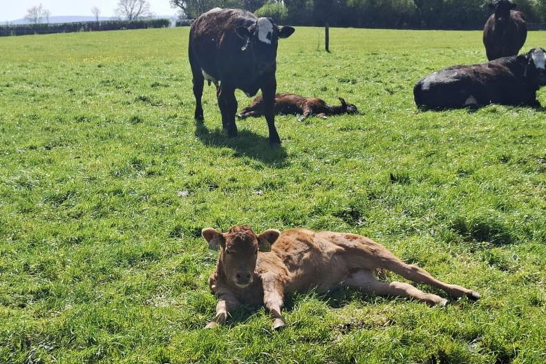 Breeding in full swing on Tullamore Farm 