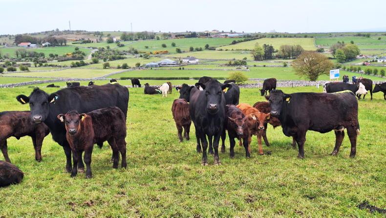 Newford Farm generates net profit including beef scheme payments of €103,054