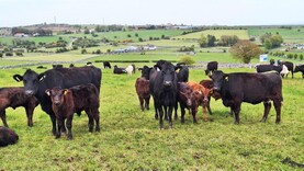 Newford Farm generates net profit including beef scheme payments of €103,054