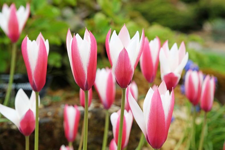 Tulips bring a colourful glow