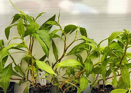 Broadleaved-weed resistance update: ALS-resistant pale persicaria confirmed 