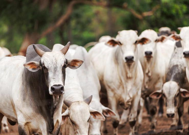 'Facts don’t bear out the emotion' on Mercosur fears, Kelly claims