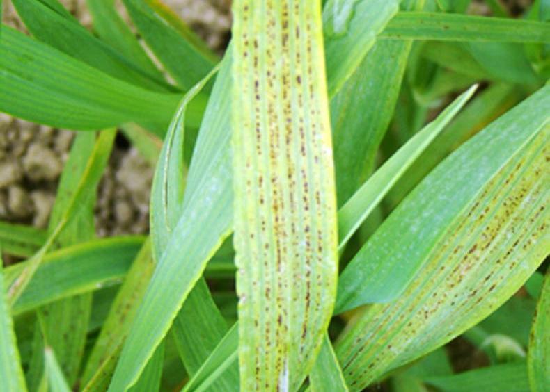 Are you feeding your crops and maximising yields?