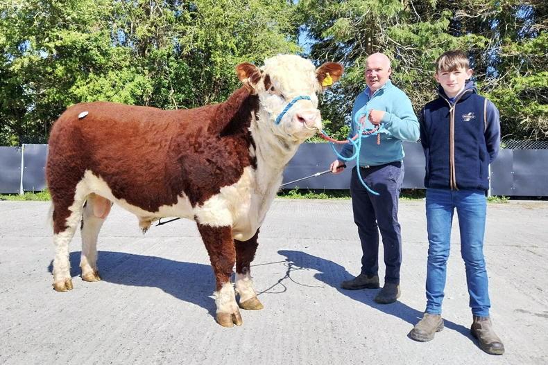 Hereford bulls to €7,100 in Kilmallock
