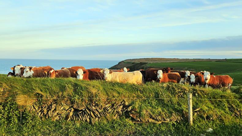 Farmer Writes: weathering what the weather throws at us