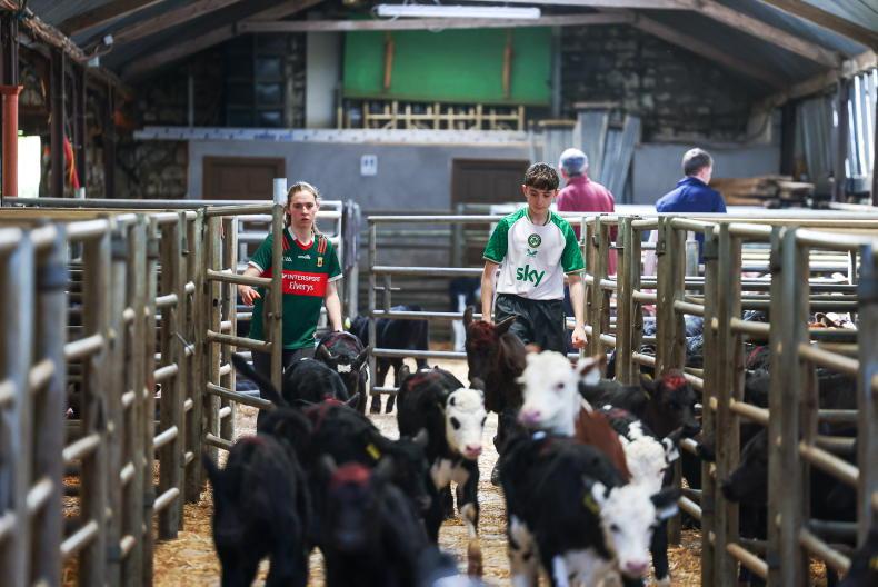 Camera at the Mart: traditional breeds take over in Tipp