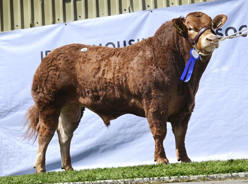 Leading AI company secures top-priced bull in Roscrea