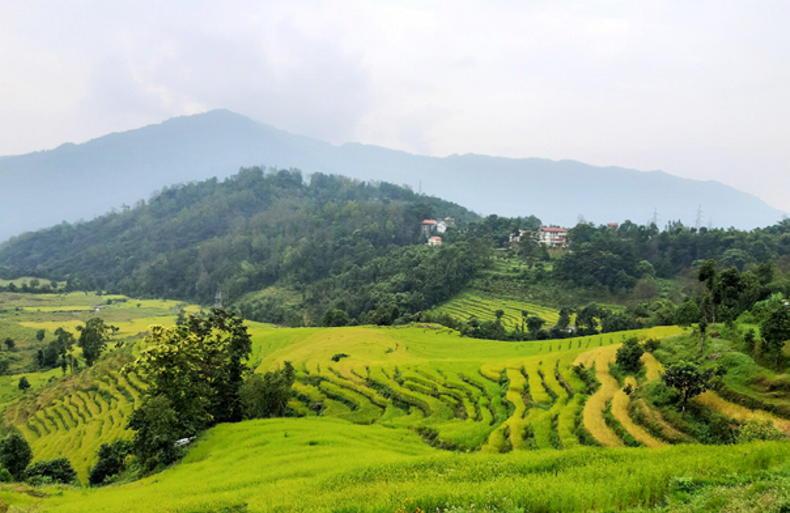 Dempsey at Large:  food self-sufficiency policies