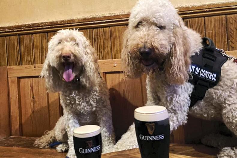 Pet-friendly spots: give your dog a dream day out